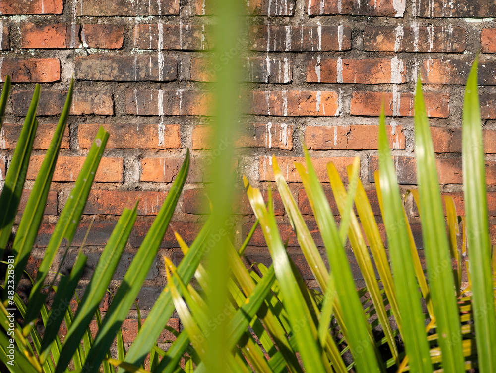 Obraz premium Lush green tropical plant leaves basking in sunlight, with a rustic, textured red brick wall providing a contrasting background