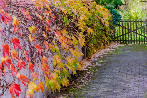 Fototapeta Naklejka Na Ścianę i Meble -  autumn leaves on the fence