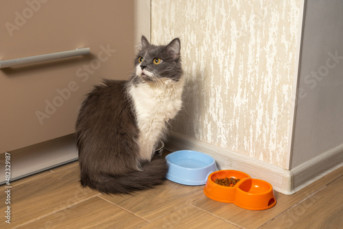 Картината върху платно Old senior grey female cat waits for food to be fed in a kitched near her cat fo