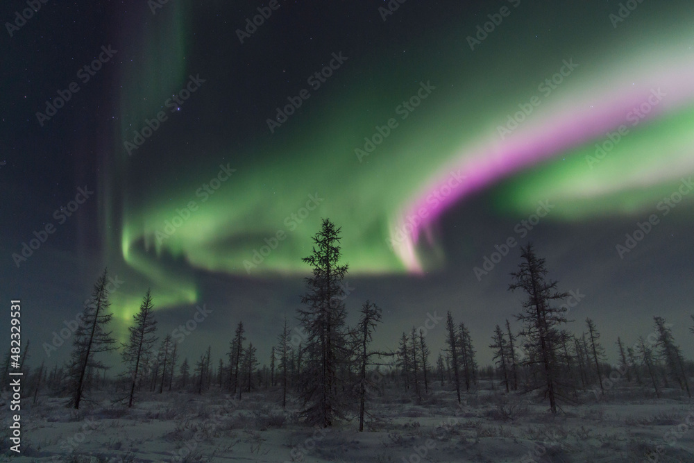 beautiful winter Northern lights with trees	
