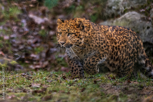 leopard © Burghard