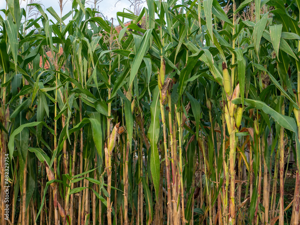 Fototapeta premium Corn field in clear day, corn tree with blue cloudy Sky