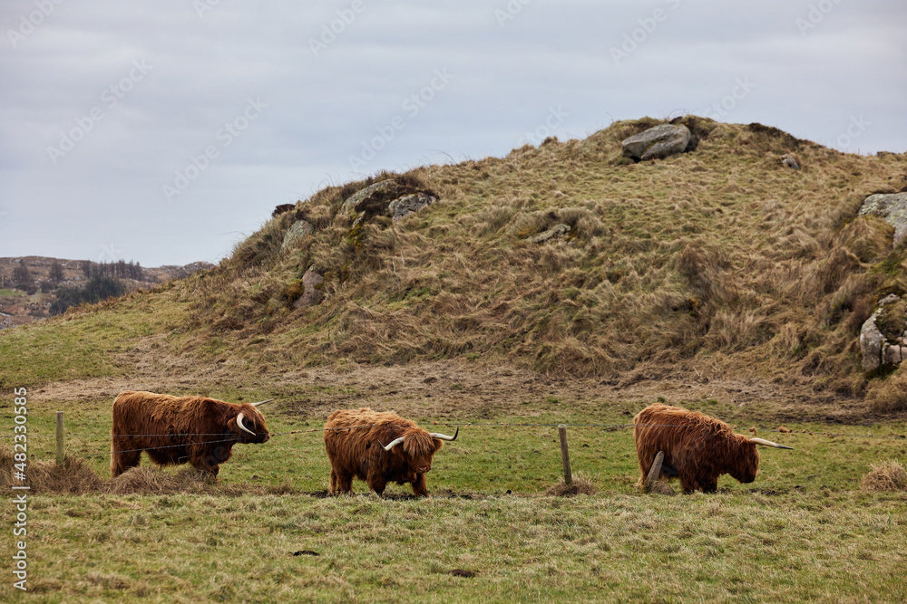group of Scottish alpine cow grazing on a farm. Ireland, Co. Donegal