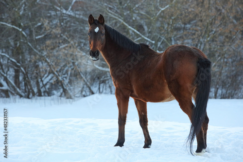 Beautiful sports dressage horse walks in winter woods © horsemen