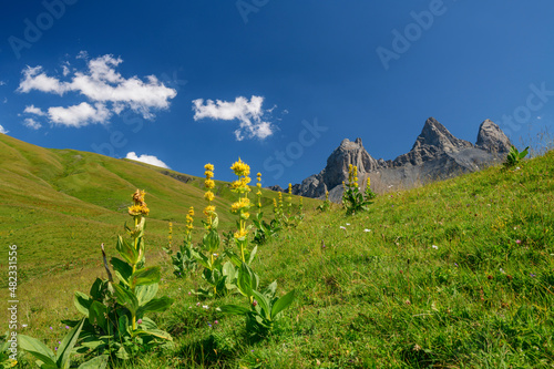 Yellow Gentiana lutea flowering plants with Aiguilles d'Arves mountain in background, France photo
