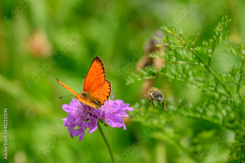 Scarce copper butterfly pollinating on purple flower at Vanoise National Park, France photo