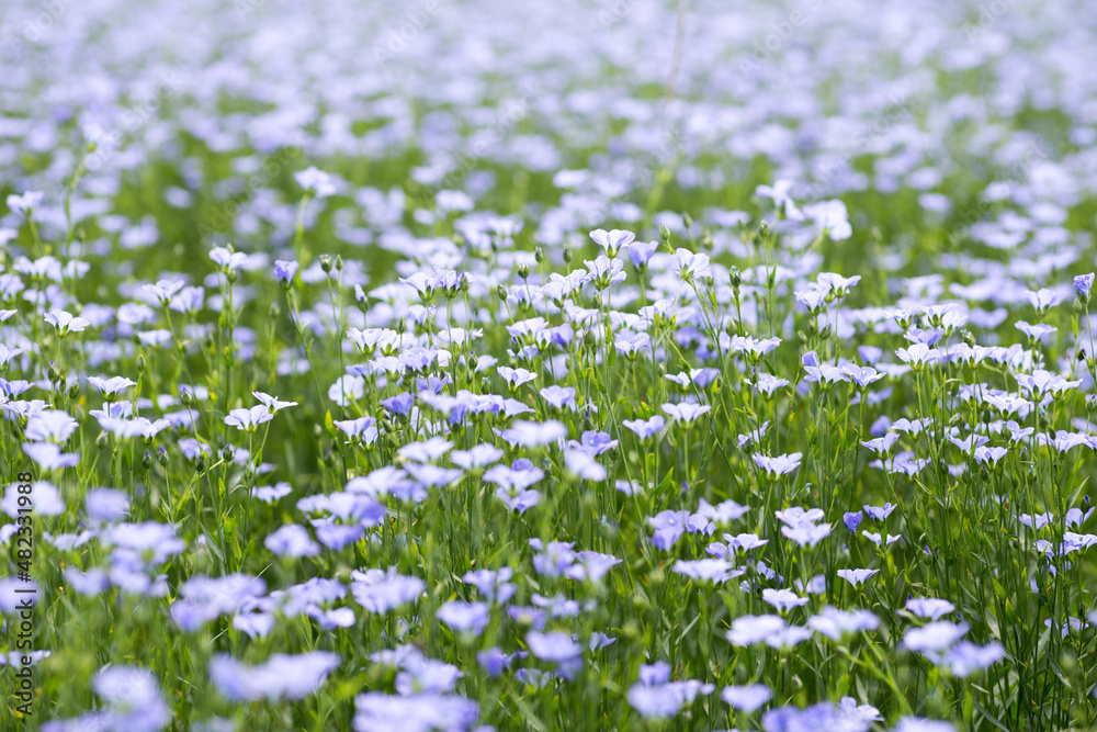 Champ de lin en fleurs en Normandie. Floraison du lin au printemps. Lin textile