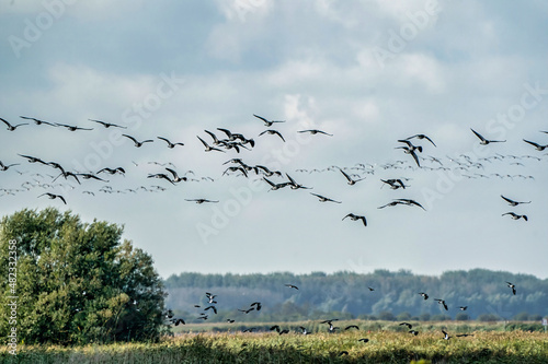 A flock of Barnacle Geese, Branta leucopsis, flying in a blue sky. Above grass and reeds in autumn. In their habitat