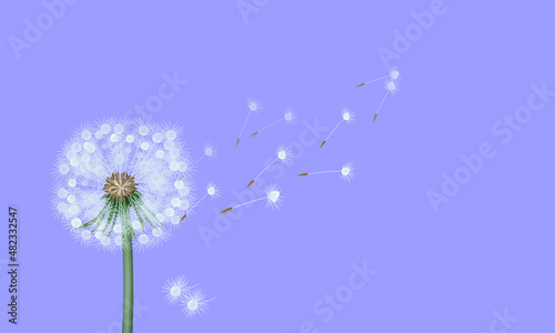 dandelion leaves are flying on a soft and creative color simple and elegant