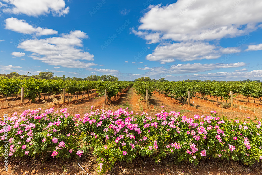 Australia, South Australia, Coonawarra, Flowerbed in front of vast summer vineyard Australia, South Australia, Coonawarra, Flowerbed in front of vast summer vineyard