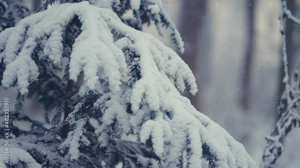 The pure-white first snow covers the bushy branches of the pine tree. Snowflakes fall slowly. Close-up tight shot with a narrow depth of field, pan left The pure-white first snow covers the bushy branches of the pine tree. Snowflakes fall slowly. Close-up tight shot with a narrow depth of field, pan left
