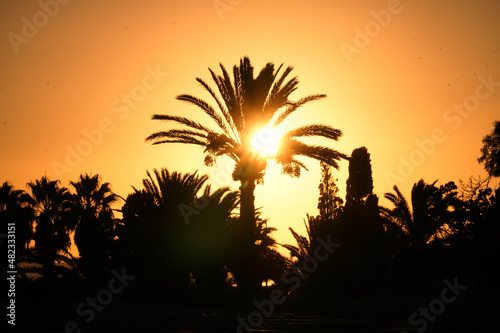 Nature palm tree at sunset. Dawn of the sun and rays through the trees. High quality FullHD footage