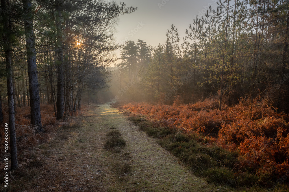 A misty winter morning in the New Forest. A footpath leads down through the trees into the distance and sunlight streams through the trees lighting the bracken to bring out its vibrant colour