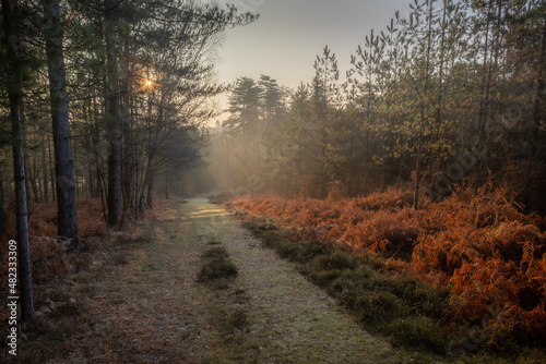 A misty winter morning in the New Forest. A footpath leads down through the trees into the distance and sunlight streams through the trees lighting the bracken to bring out its vibrant colour