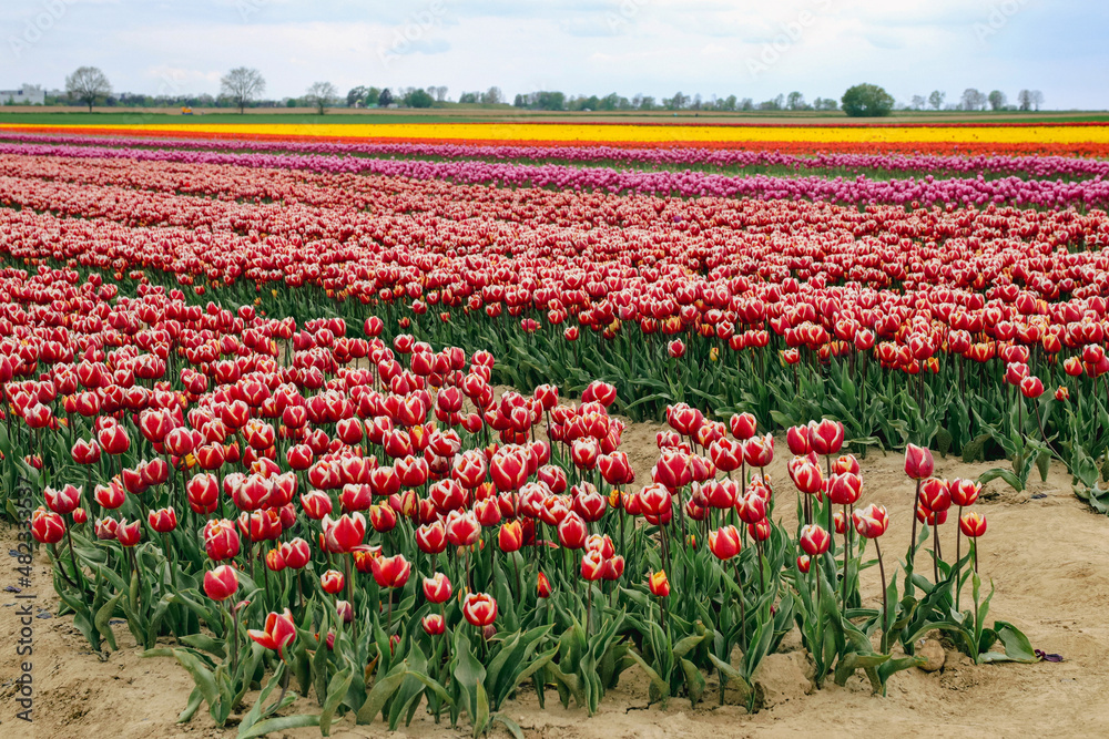 tulpenfelder - im vordergrund mit zweifarbigen blüten