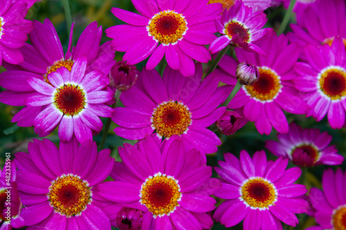 large pink flowers