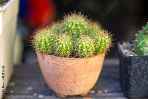 Cactus in little pot on the blurred background, selective focus