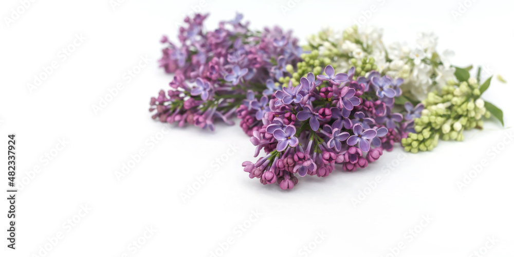 White and purple lilac blossoms and petals on white background. Banner, floral white and purple frame. Selected focus, copy space White and purple lilac blossoms and petals on white background. Banner, floral white and purple frame. Selected focus, copy space