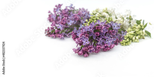 White and purple lilac blossoms and petals on white background. Banner, floral white and purple frame. Selected focus, copy space