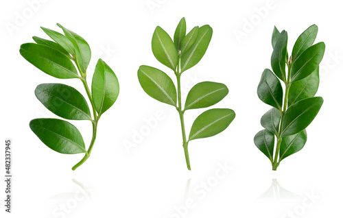Obraz na płótnie Set of buxus branches isolated on white background with clipping path