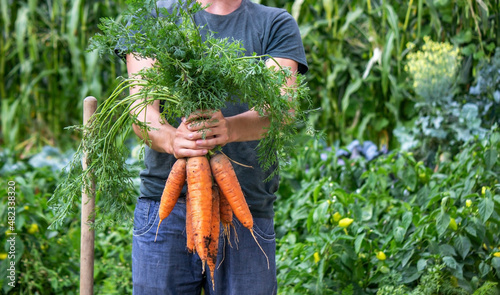 Carrots in the hands of farmers. environmentally friendly crop.