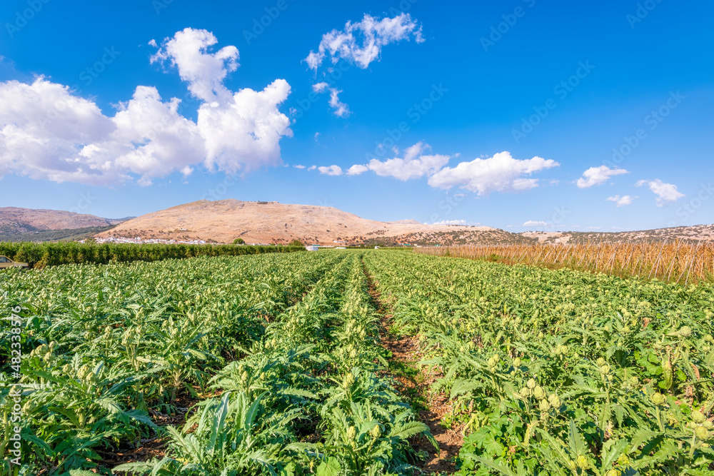 Field of artichokes on sunny day in Zafarraya, Andalucia, Spain, Europe Field of artichokes on sunny day in Zafarraya, Andalucia, Spain, Europe