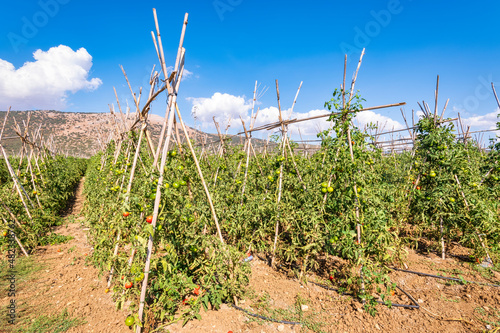 Field of tomato plantation on sunny day in Zafarraya, Andalucia, Spain, Europe photo
