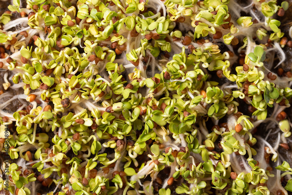 Microgreens background. micro green for sale. Vitamins from nature. Fresh eco farming greens young sprouts of broccoli. Seed Germination. Vegan and healthy eating concept. Windowsill garden. Microgreens background. micro green for sale. Vitamins from nature. Fresh eco farming greens young sprouts of broccoli. Seed Germination. Vegan and healthy eating concept. Windowsill garden.