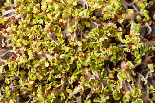 Microgreens background. micro green for sale. Vitamins from nature. Fresh eco farming greens young sprouts of broccoli. Seed Germination. Vegan and healthy eating concept. Windowsill garden.