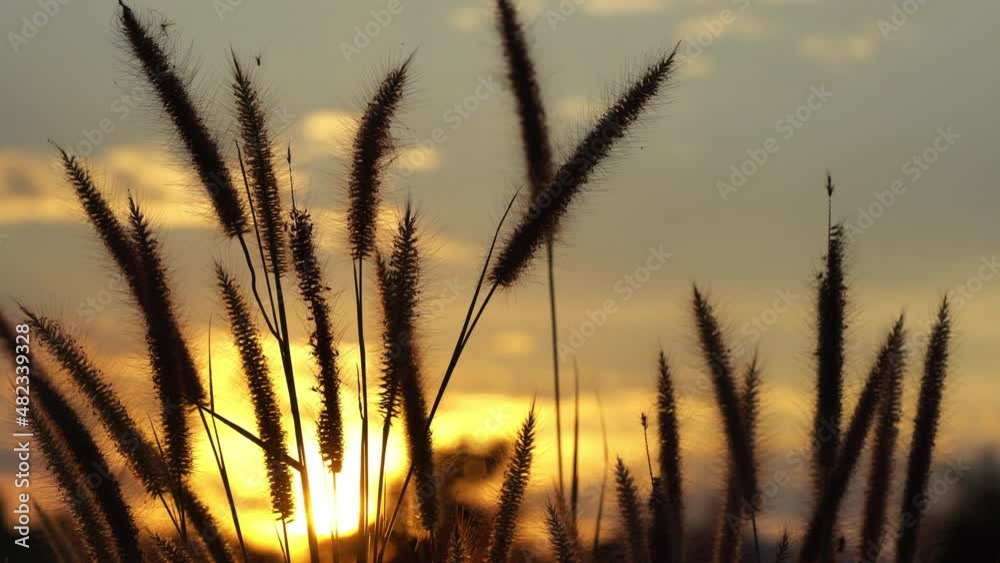 Closeup shot of Grass flowers in sunset
Closeup shot of Grass flowers in sunset