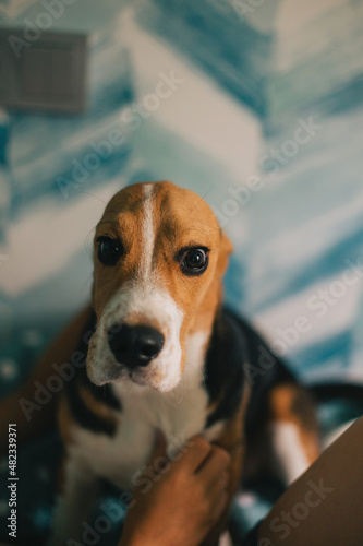 Funny Little dog (beagle puppy) sitting on the bad with hidden ears