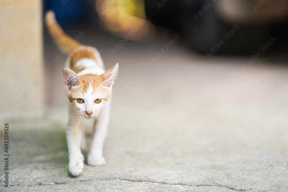 An orange and white Thai cat walked forward with a slack expression. An orange and white Thai cat walked forward with a slack expression.