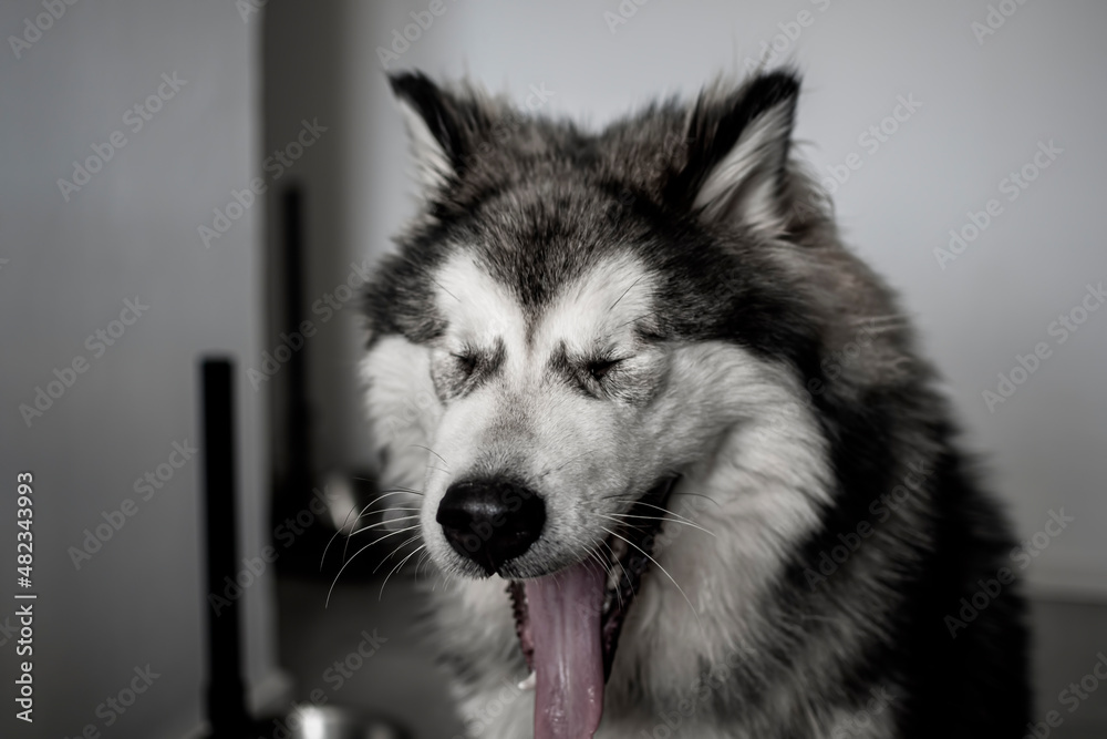 Yawning Alaskan Malamute portrait. Young adorable dog with white and grey fur getting ready to sleep. Selective focus on the details, blurred background.