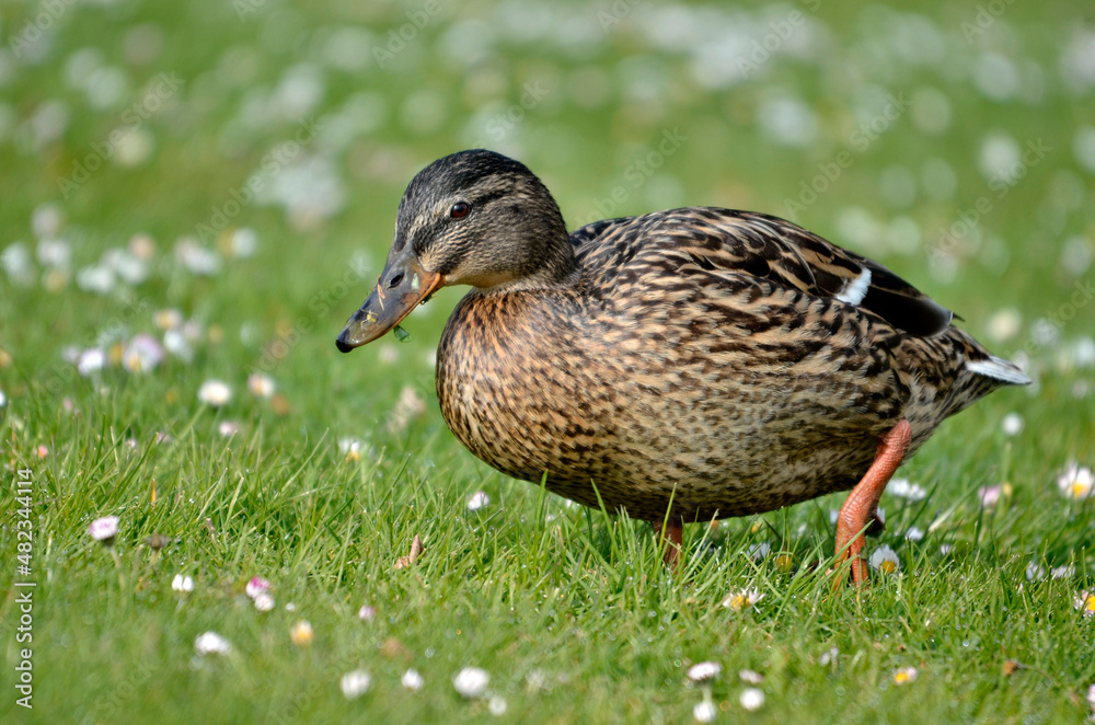 Closeup female duck mallard (Anas platyrhynchos) walking on grass Closeup female duck mallard (Anas platyrhynchos) walking on grass