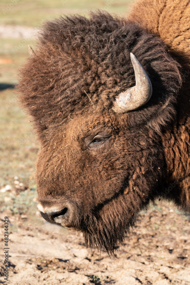 Lazy bison head Lazy bison head