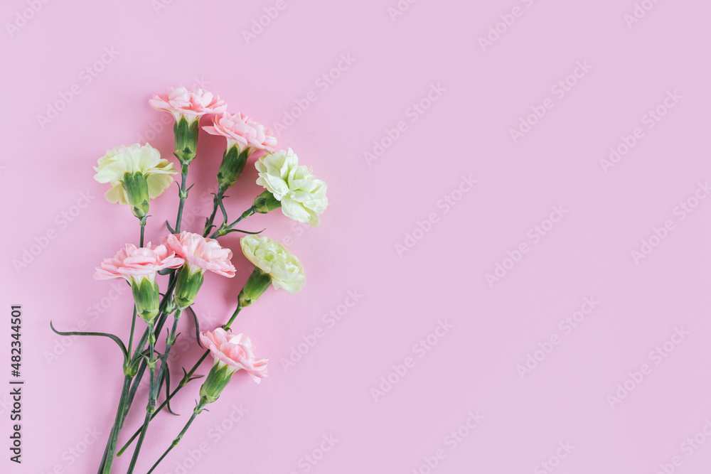 Tender carnation flowers on pastel pink background.