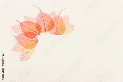 Colorful transparent and delicate skeleton leaves over wooden white background