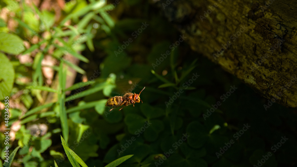Hornet, View on the flying dangerous European Hornet  in the forest. (Vespa crabro) 