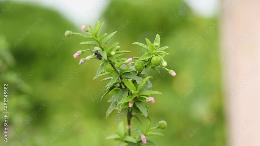 isolated Green plant with pink flowers dangling isolated Green plant with pink flowers dangling