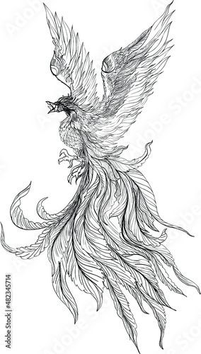Phoenix Fire bird illustration and character design.Hand drawn Phoenix tattoo Japanese and Chinese style,Legend of the Firebird is Russian fairy tales and it is creature from Slavic folklore.