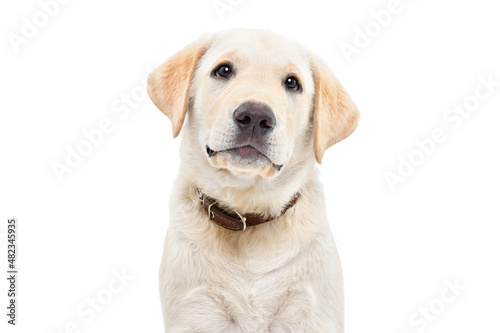 Portrait of a cute Labrador puppy  isolated on white background