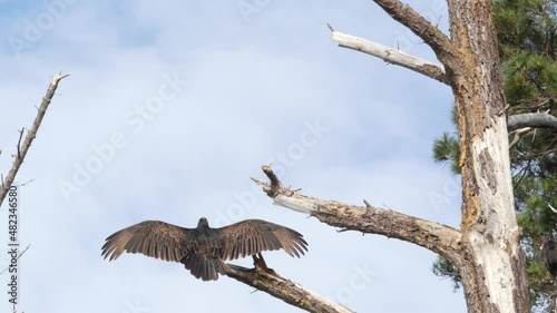 Turkey vulture on tree, scavenger carnivorous buzzard waiting hunting. Bald red head, wings of bird of prey. Predator, who feeding carrion like griffon. Point Lobos wildlife, California USA. Wingspan. photo