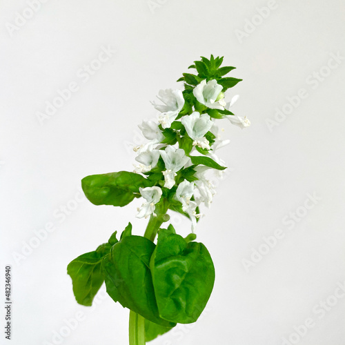 バジルの花