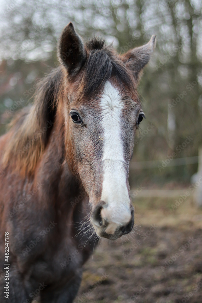 Naklejka premium Portrait of Beautiful grey Horse in Winter
