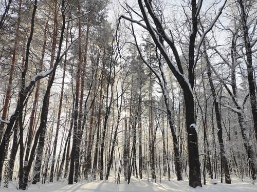 A winter forest in Bashkiria, Russia 