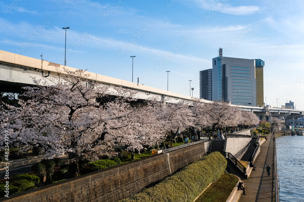 東京都 春の隅田川 浅草、墨田区役所近隣