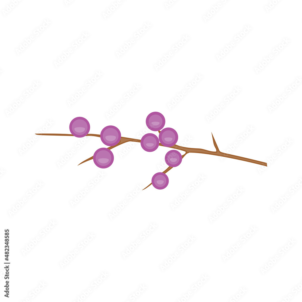 Vector illustration of a blueberry branch on a white background. Vector illustration of a blueberry branch on a white background.