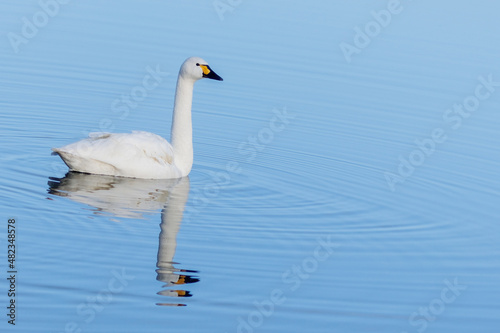 A single Bewick Swan and its reflection in the sky blue coloured lake.