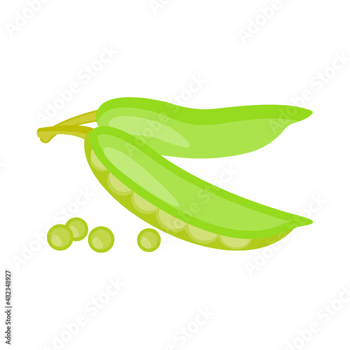 Isolated on a white background are two green pea pods. Flat vector illustration.