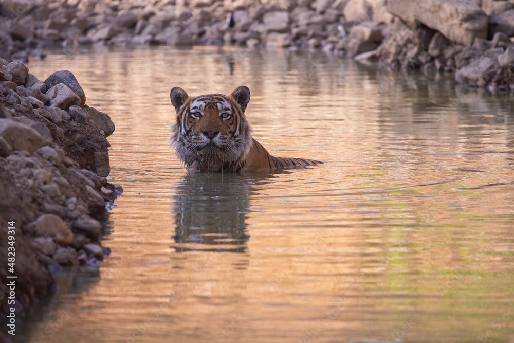 Tiger in the nature habitat. Tiger male walking head on composition. Wildlife scene with danger animal. Hot summer in Rajasthan, India. Dry trees with beautiful indian tiger, Panthera tigris Tiger in the nature habitat. Tiger male walking head on composition. Wildlife scene with danger animal. Hot summer in Rajasthan, India. Dry trees with beautiful indian tiger, Panthera tigris